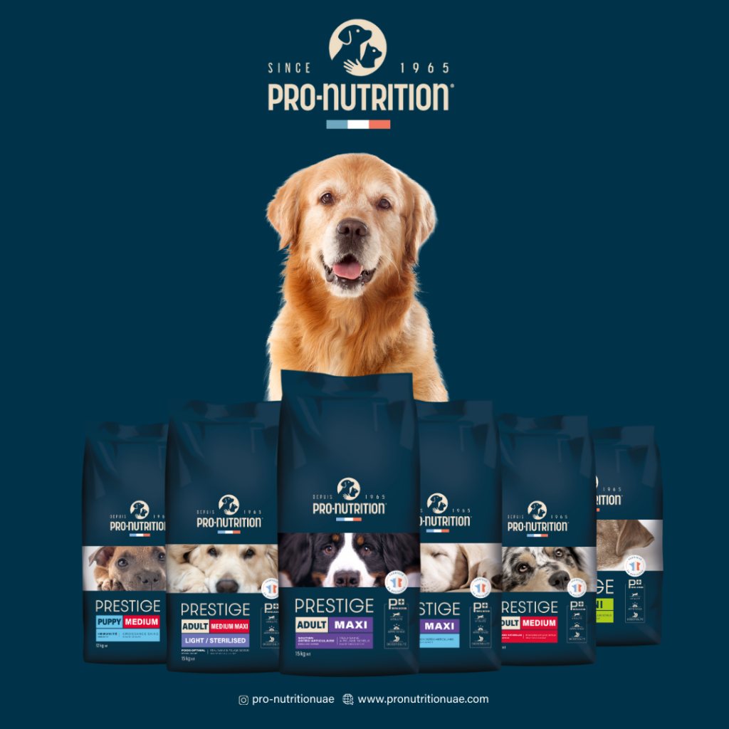 best dry dog food