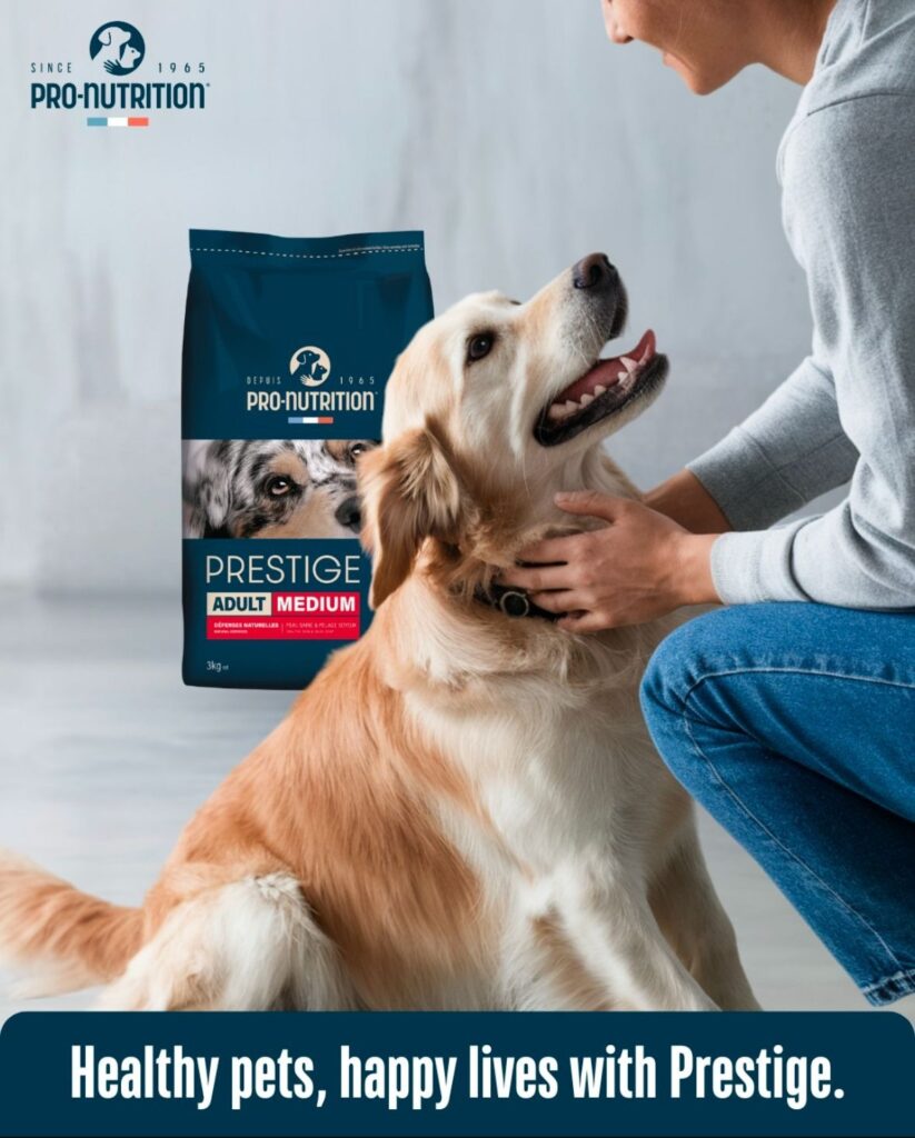 Best Dry dog food for adults, Dry dog food for adults